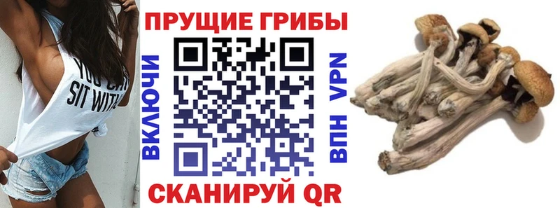кракен ТОР  Сургут  Псилоцибиновые грибы ЛСД 